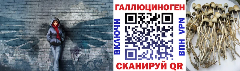 Купить где  Иркутск  Псилоцибиновые грибы Psilocybine cubensis 